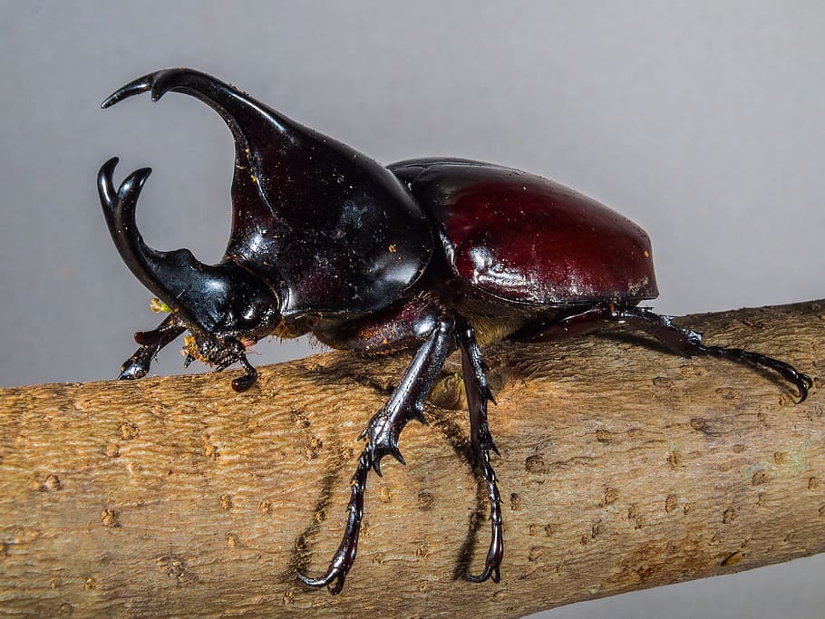 beetles, Tropical, Rhinoceros Beetle, tropical beetles, riesenkaefer, beetle, animal, insect, rhinoceros, horned