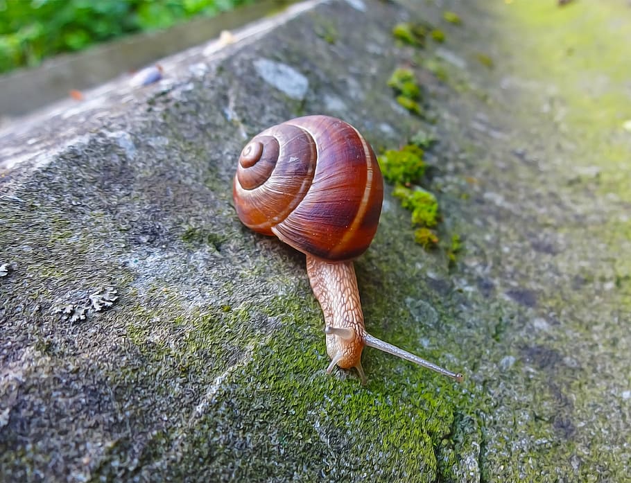 snail, animal, spiral, slimy, mollusk, slow, nature, gastropod, crawling, close-up