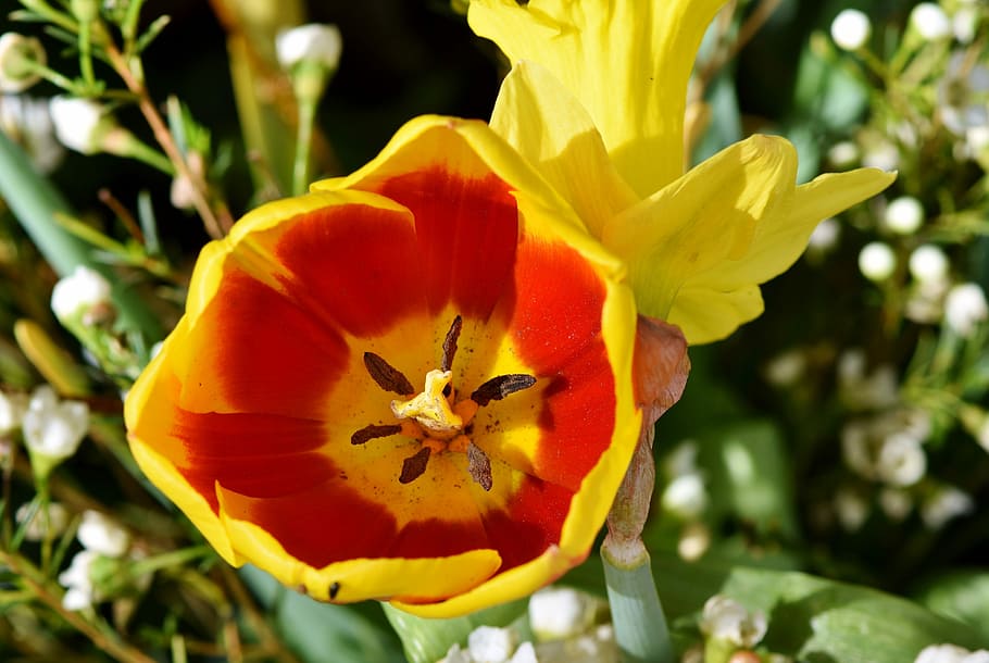 red, yellow, tulip, schnittblume, spring flowers, stamp, stamens, petals, blossom, bloom