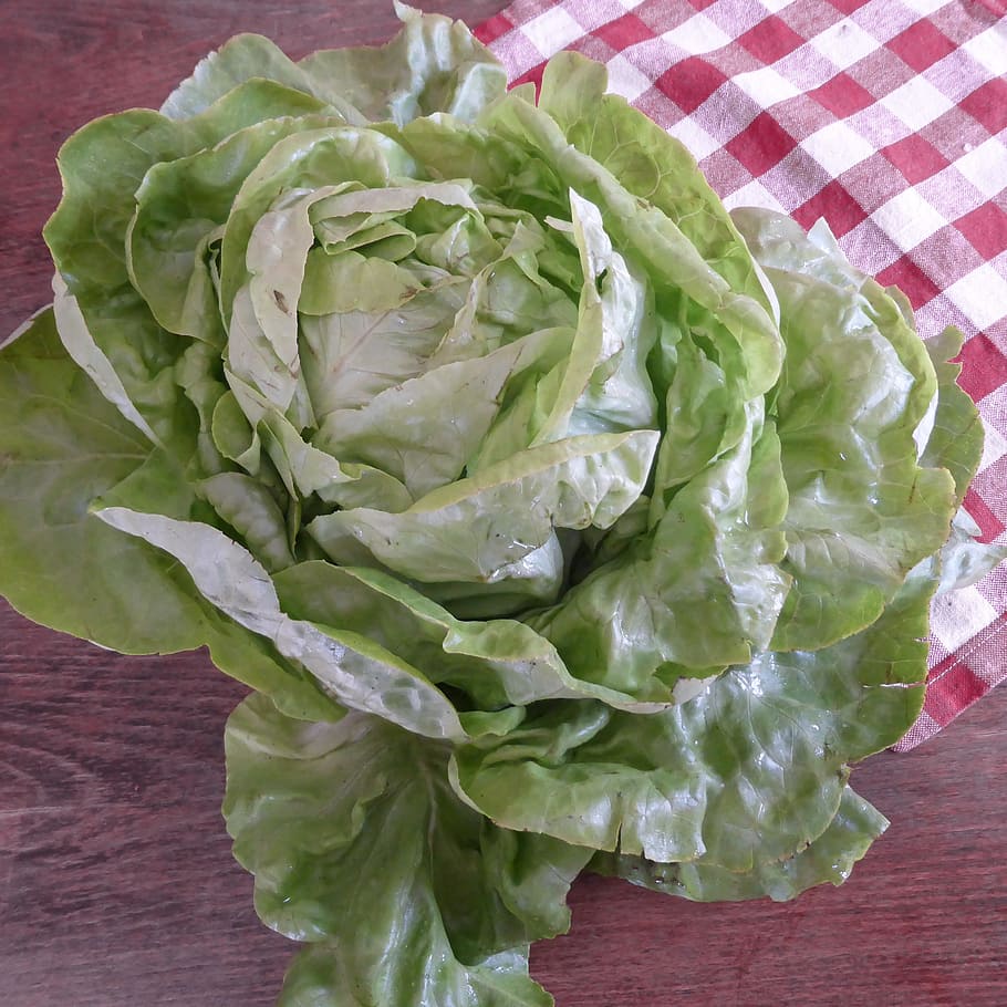 Lettuce, Bio, Salad, Leaf, green, salad, leaf lettuce, cold dishes, starter, agriculture, horticulture