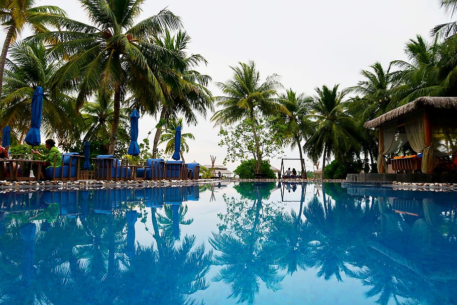 swimming pool, palm, pool, summer, water, resort, holiday, tree, blue, hotel