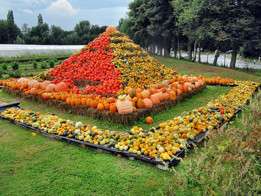 Thanksgiving, Pumpkin Soup, pumpkin, frisch, healthy, choose, vegetables, autumn motives, autumn, october