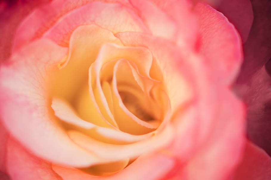 rose, flower, wallpaper, botany, nature, bloom, blossom, pink, peachy, romance