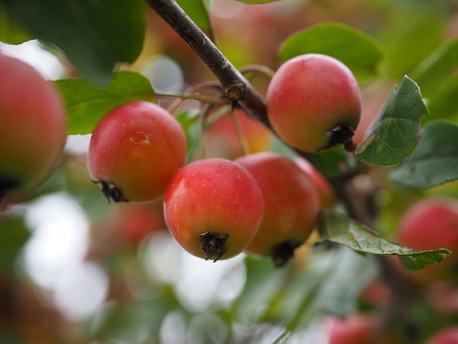 embellishment, apple, small, ornamental tree, ornamental fruit, malus, rose greenhouse, fruits, red, fruit