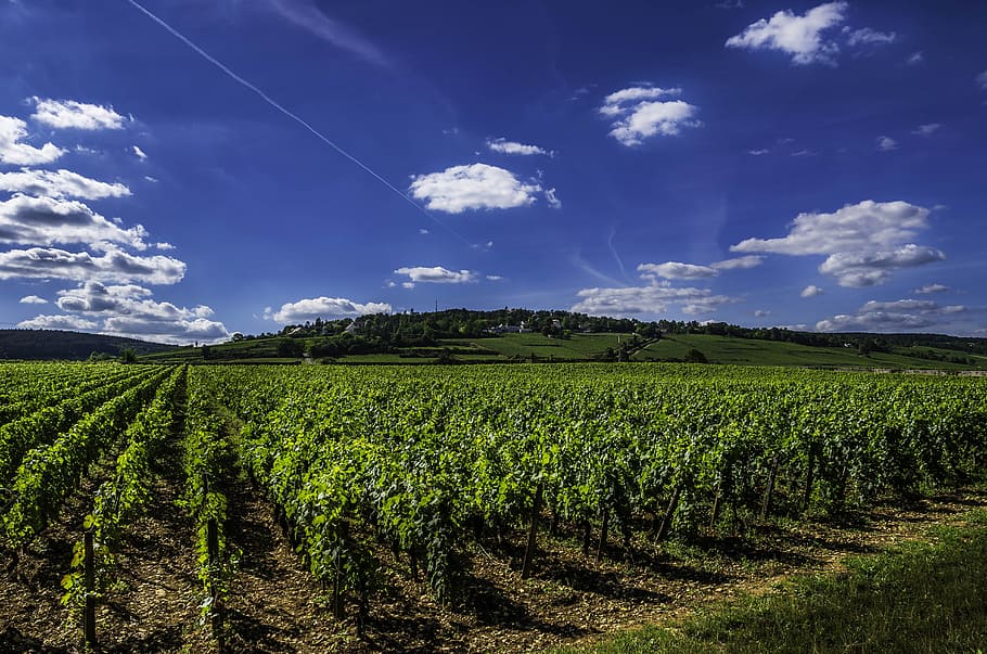 green plant field, vines, wine, vineyard, blue, burgundy, nature, france, red, castle