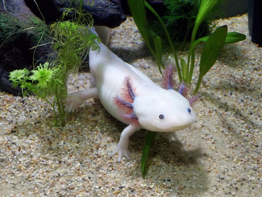 white axolotl underwater, axolotl, leucistique, male, ambystoma, mexicanum, animal, animal themes, one animal, pets