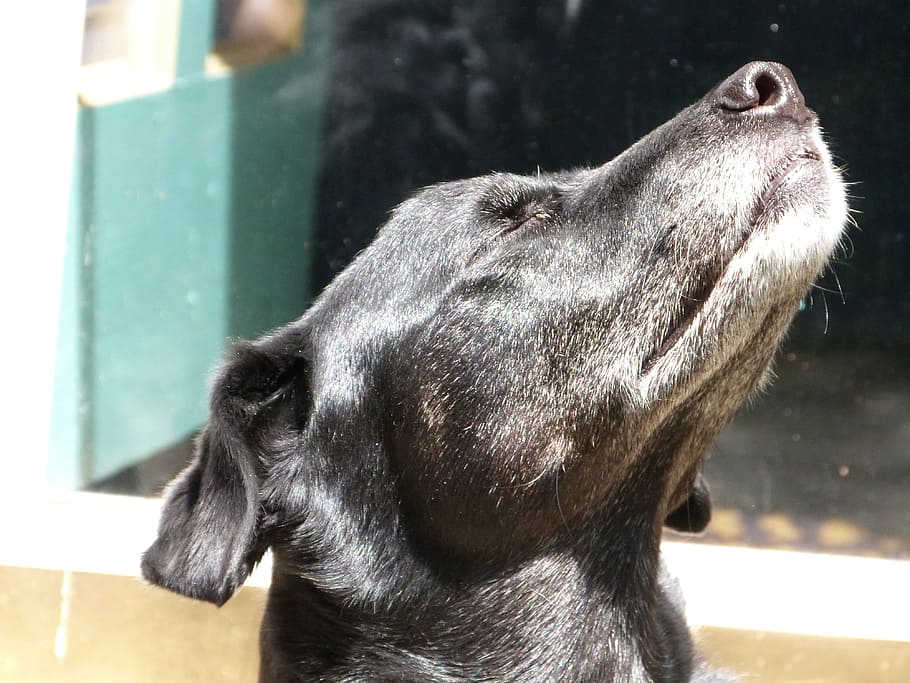 perro perdiguero de labrador negro, perro, olfateo, animal, mascota, canino, lindo, cachorro, mamífero, perrito