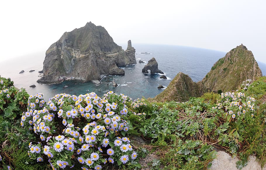 white, daisy flowers, daytime, Dokdo, Korea, Territory, our territory, gyeongsangbuk-do, a beautiful island, 19