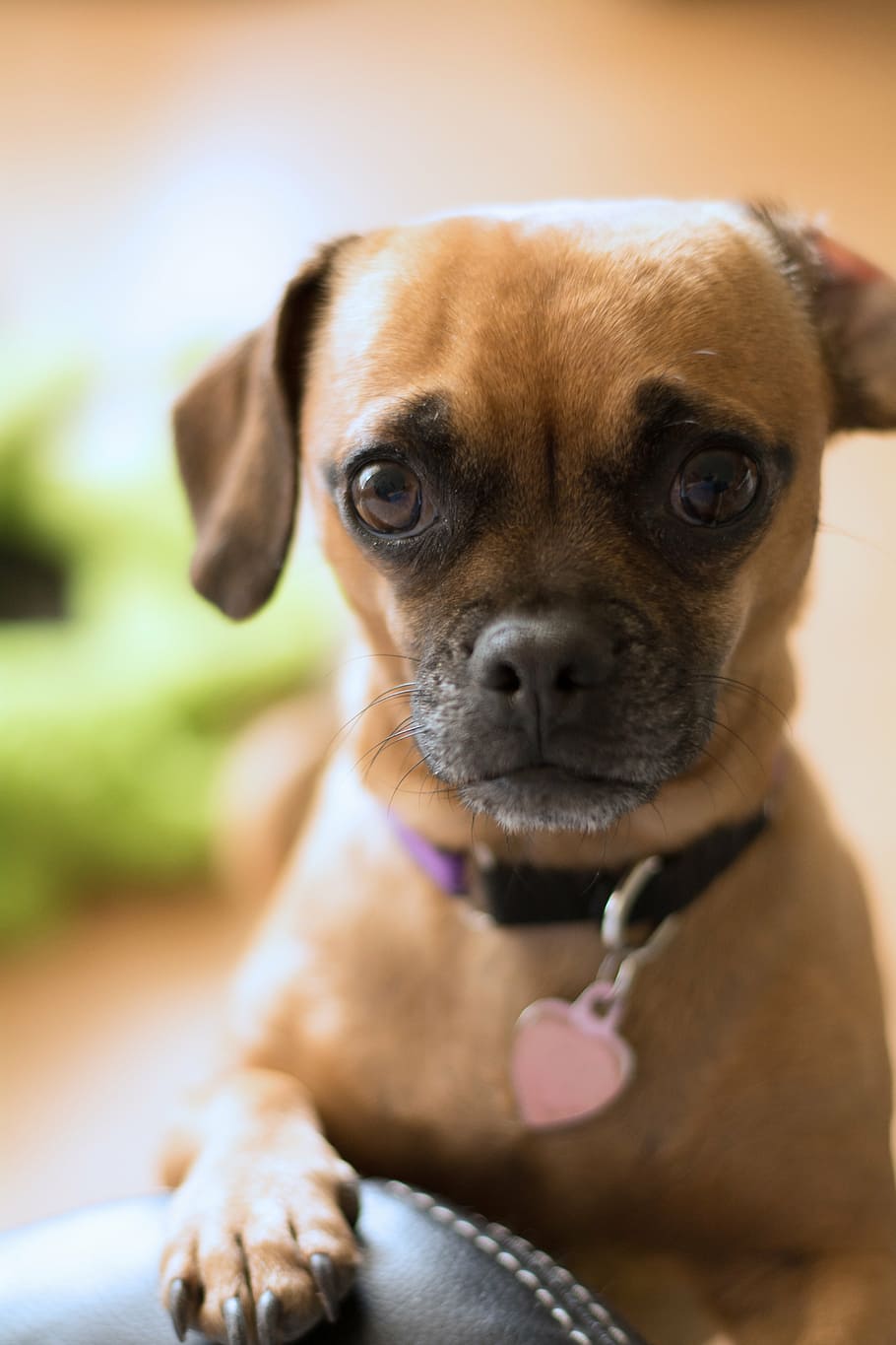 adult brown chihuahua, confused, apology, sorry, worried, concerned, pug, dachshund, puppy, man's best friend