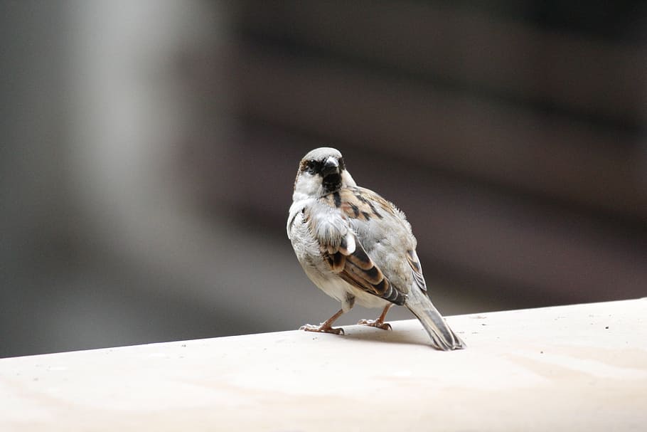 sparrow, bird, nature, wildlife, birds vector, animal themes, animal, one animal, vertebrate, animals in the wild