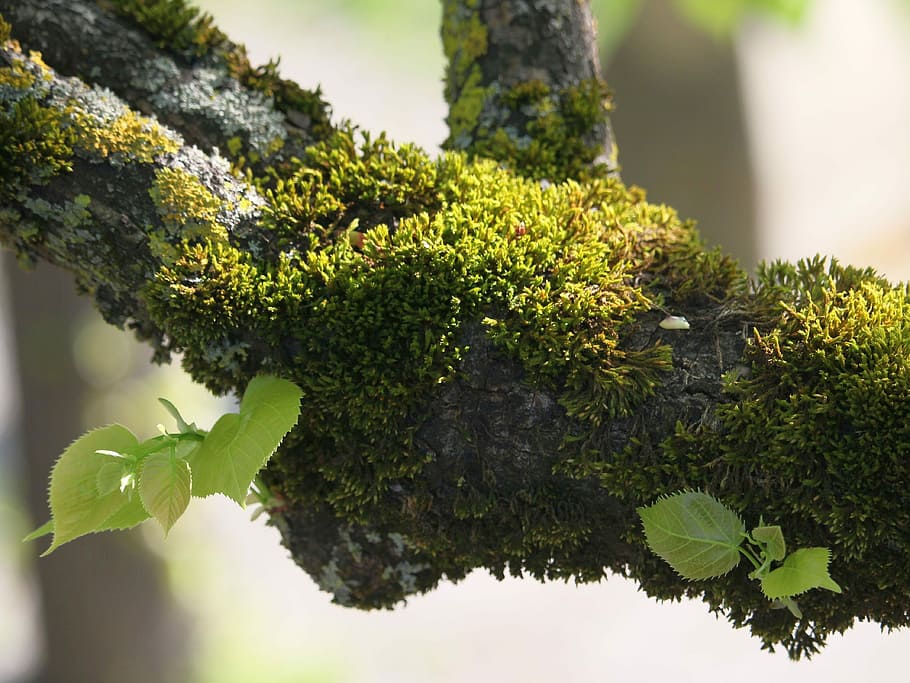 green, algae, branch, tree, plant, moss, nature, close, leaves, growth