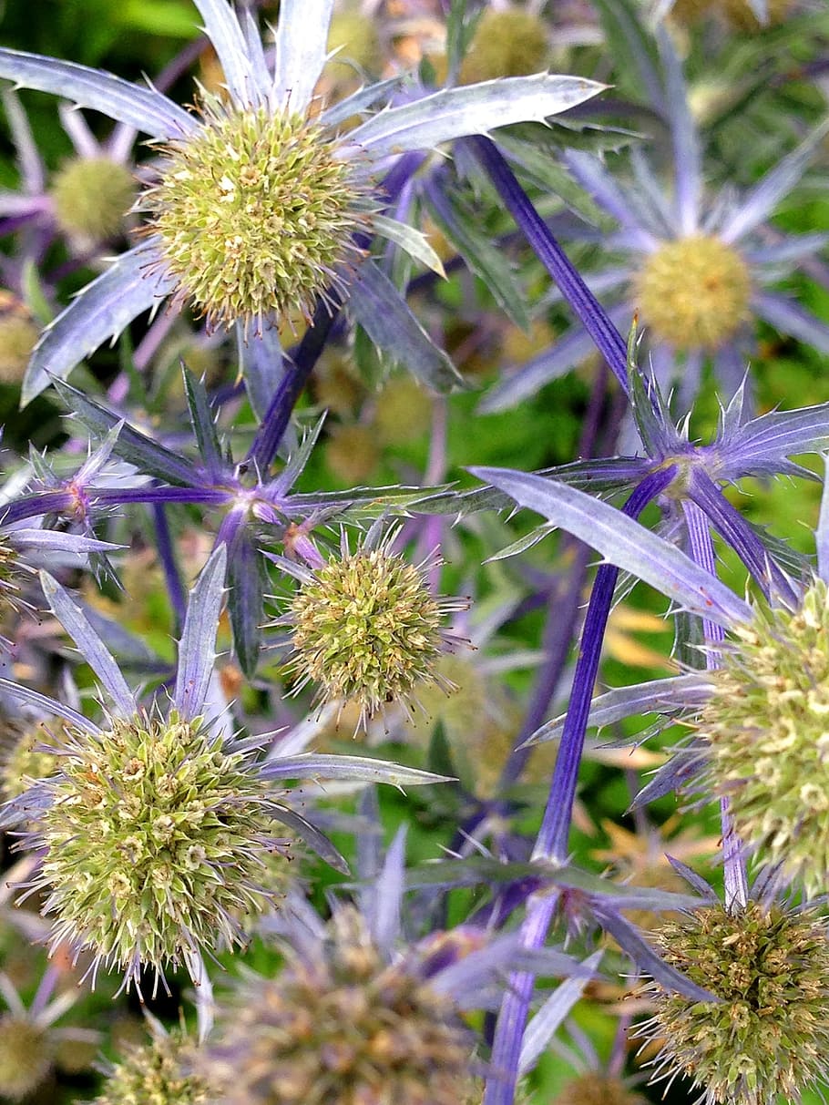 cardo azul, cardo, espinoso, azul, flor, naturaleza, planta, verano,  jardín, salvaje | Pxfuel