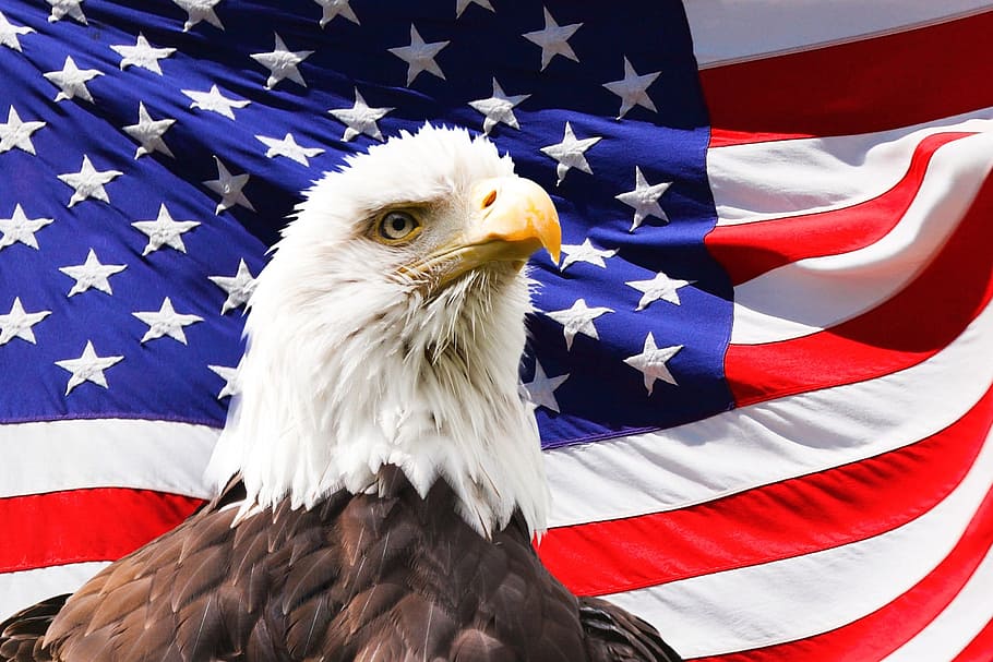 calvo, águila, bandera estadounidense, águila calva, américa, bandera, pájaro, símbolo, estadounidense, patriótico