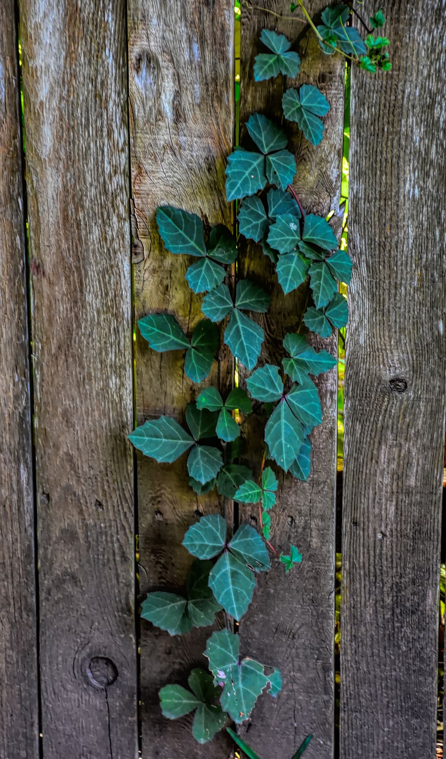 vine, fence, leaves, nature, green, wood, wallpaper, background, outdoor, rustic