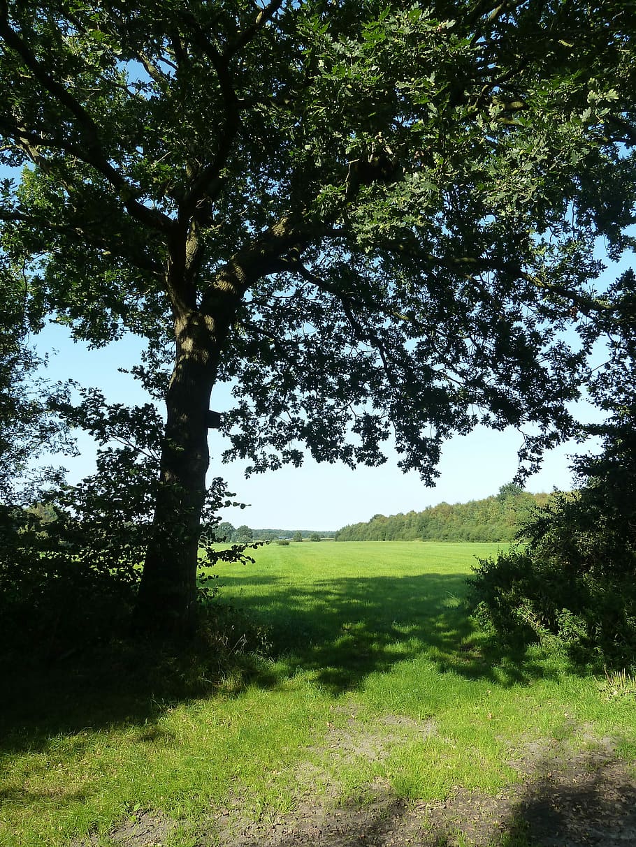 Field, Tree, Oak, Landscape, Summer, nature, mood, outdoors, green Color, grass