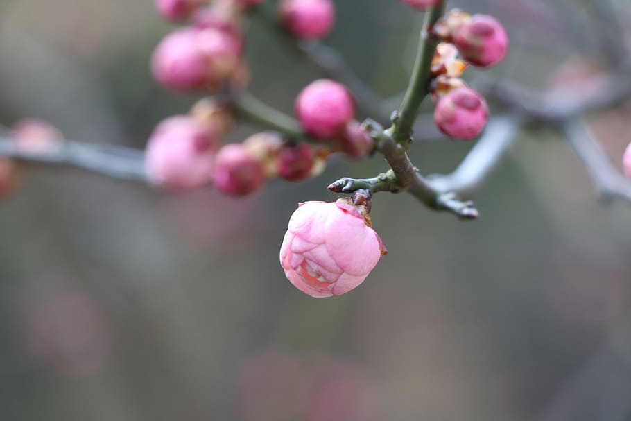 nature, plum blossom, bloom, chinese new year, winter, bud want to put, plant, pink color, flower, growth