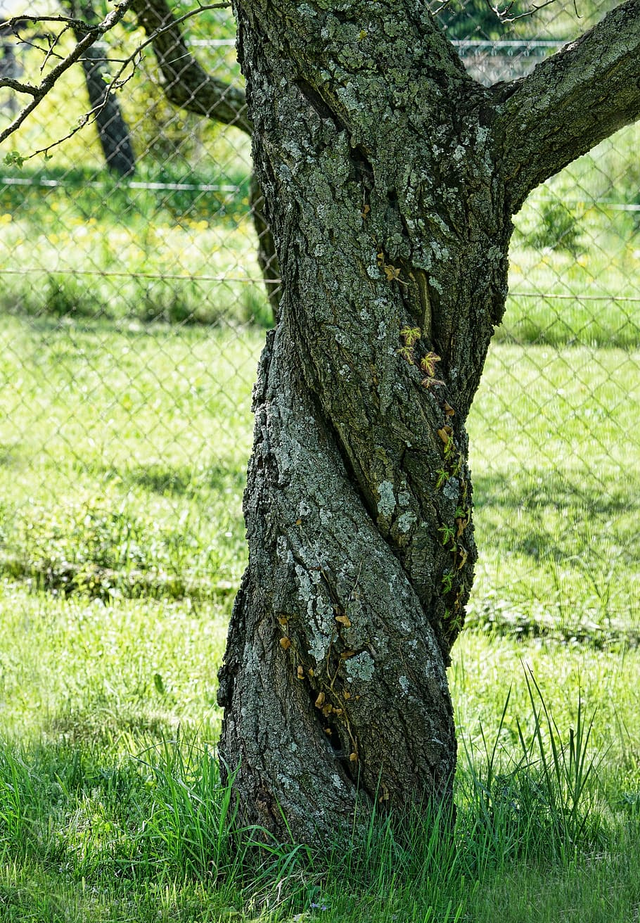 gray, tree trunk, cyclone fence, tree, nature, apricot tree, spring, tribe, wood, log