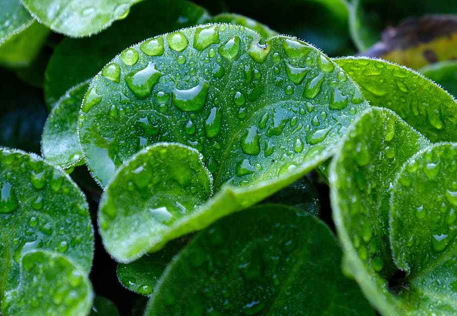 plant, dewdrop, dew, beaded, raindrop, drop, wet, water, green color, leaf