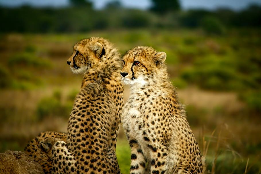 selectivo, fotografía de enfoque, dos, guepardo, se sienta, verde, campo de hierba, guepardos, pareja, juntos