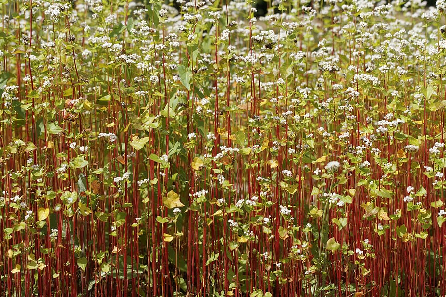 texture, structure, background, plant, red stile, red stem, white flower, bloom, flower, buckwheat