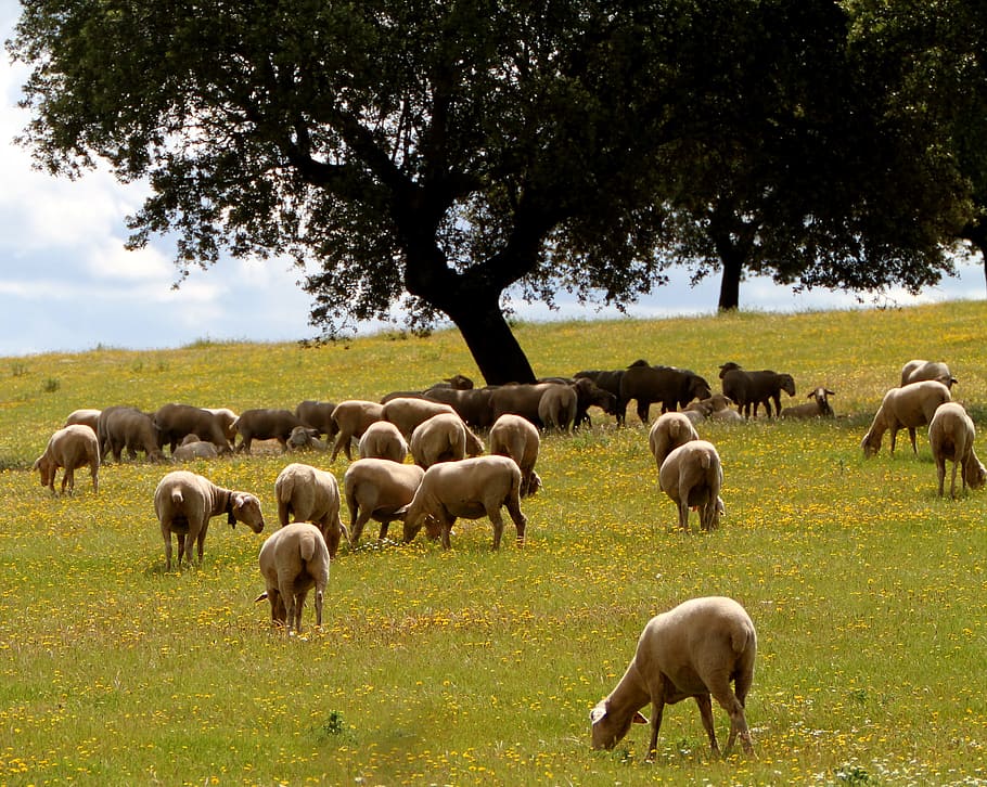 extremadura spain, sheep, encina, grazing, wildflowers, spring, livestock, wool, rural, nature