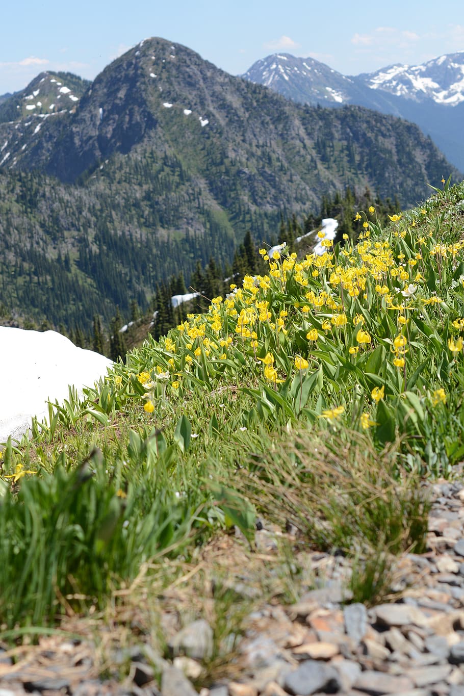 easter lilies, easter lily, lily, lilies, mountain, snow, canada, british columbia, plant, beauty in nature