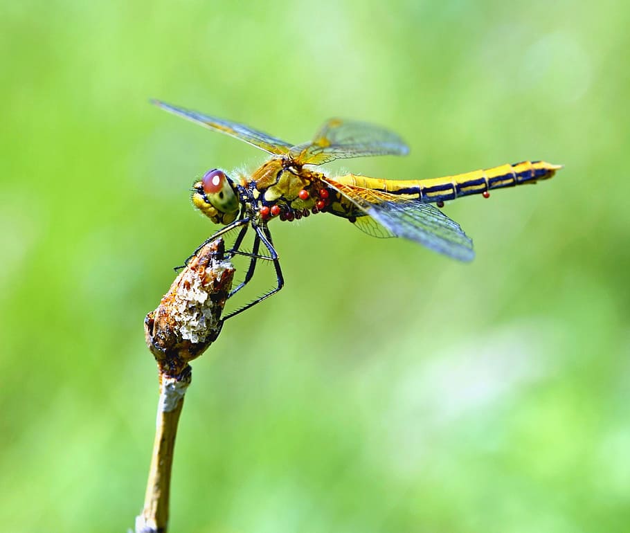 Dragonfly, Insect, Macro, Nature, summer, closeup, vermin, mite, hymenoptera, focus on foreground