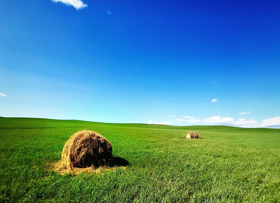 prairie, sky, blue, green, scenic, horizontal, china, field, land, landscape