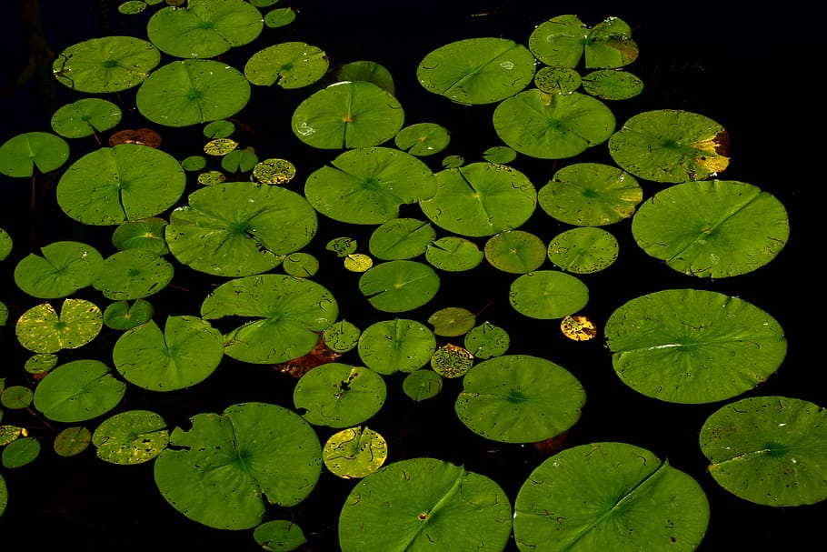 lilly pad, water, nature, green color, leaf, plant part, plant, water lily, growth, floating