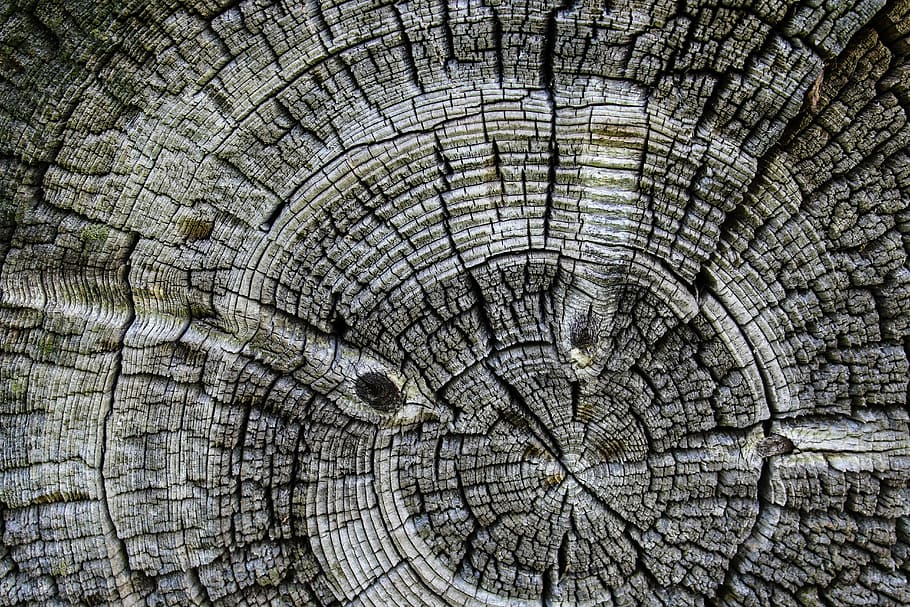 wood, background, circle, old, tree, full frame, textured, backgrounds, tree ring, tree trunk