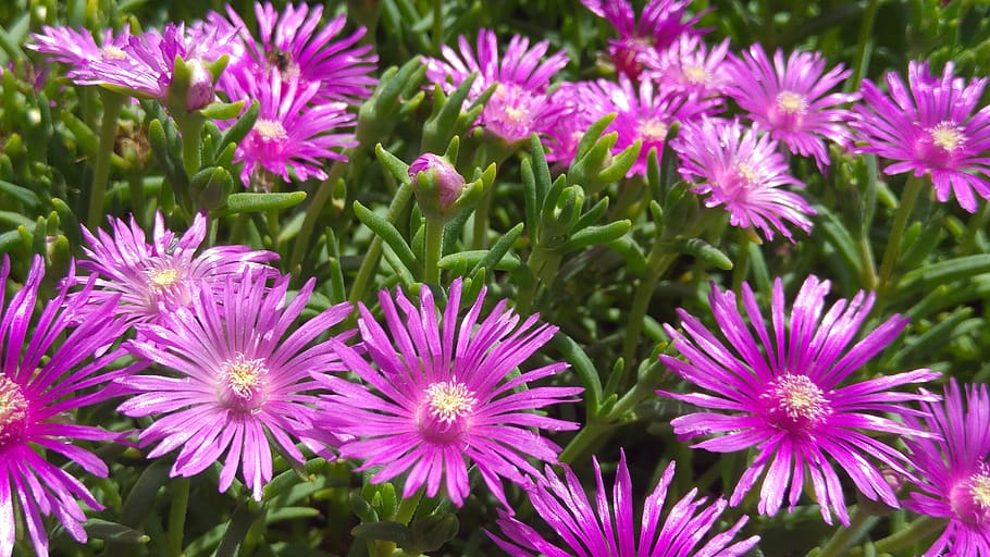 Lampranthus roseus