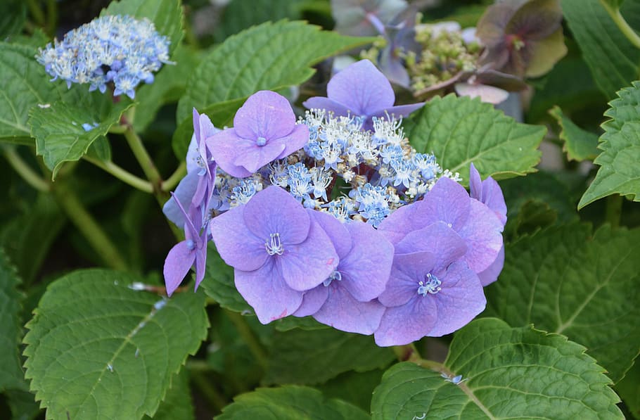 花の色 紫 紫陽花 花 夏 紫の花 花びら 緑 植物 自然 Pxfuel