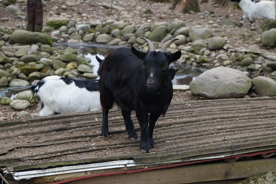 capra, ovelha, montanha, natureza, chifres, cabra, itália, cabras, verde, campanha