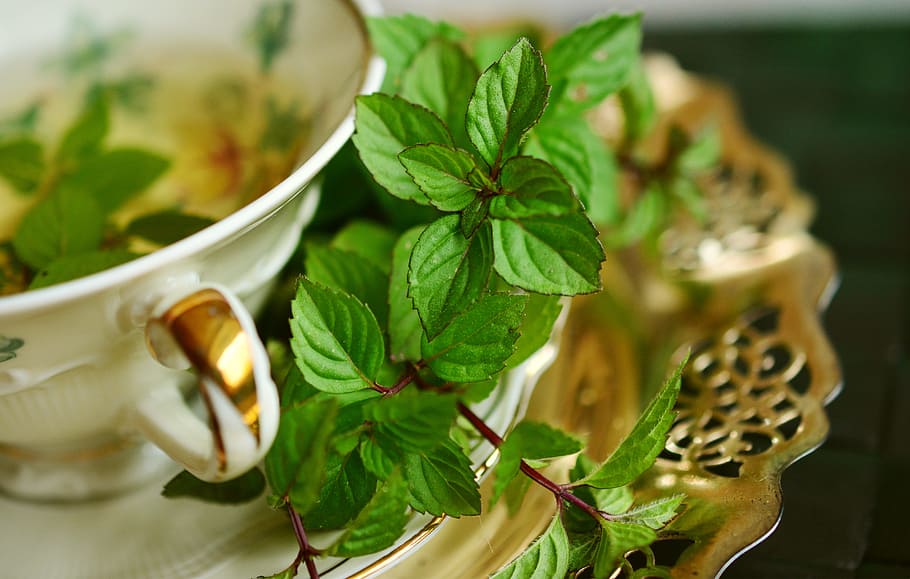 green, leaf plant, saucer, peppermint, peppermint tea, mint, tee, leaves, medicinal herbs, tea herbs