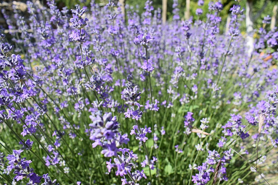 lavender-garden-flower-purple.jpg