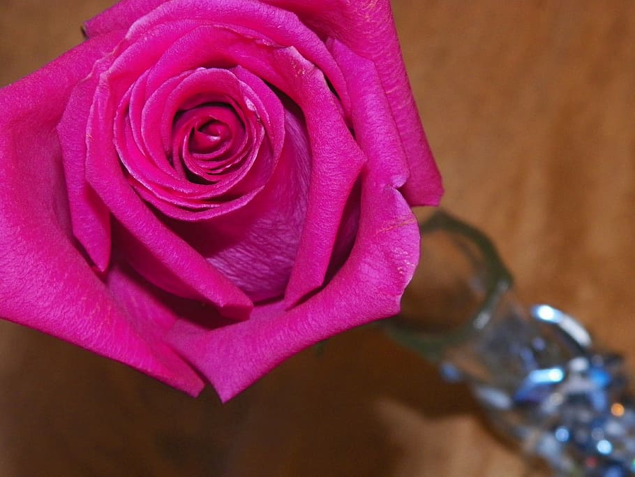rose, flower, bud, nature, love, petal, elegant, romantic, simple, stem
