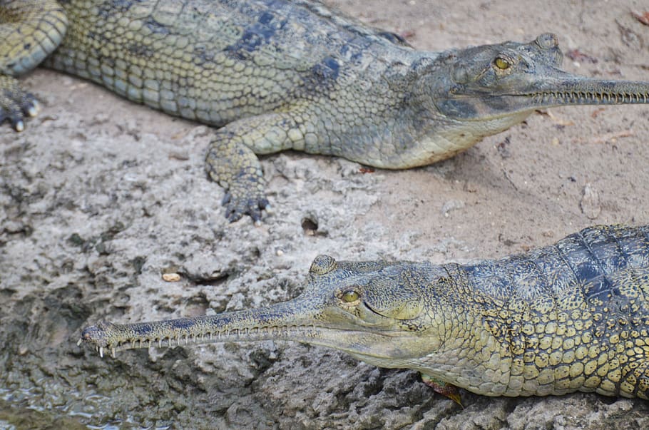 gharial, crocodilo, réptil, ganges, selvagem, animais, tortura, perigo, viveiro, jardim zoológico