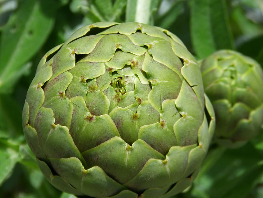 artichoke, detail, orchard, vegetable, healthy eating, green color, food and drink, food, close-up, plant