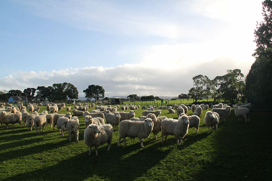 sheep, farm, paddock, new zealand, mammal, domestic animals, animal, animal themes, plant, large group of animals