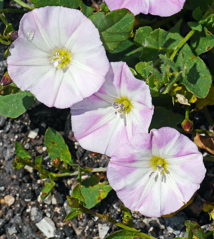 bindweed, flowers, subspecies, circular, white-violet, gravel, mountain country, alpine, wind greenhouse, climber