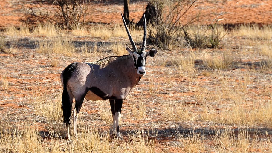 oryx, africa, namibia, nature, dry, national park, animal, wild animal, animal themes, mammal