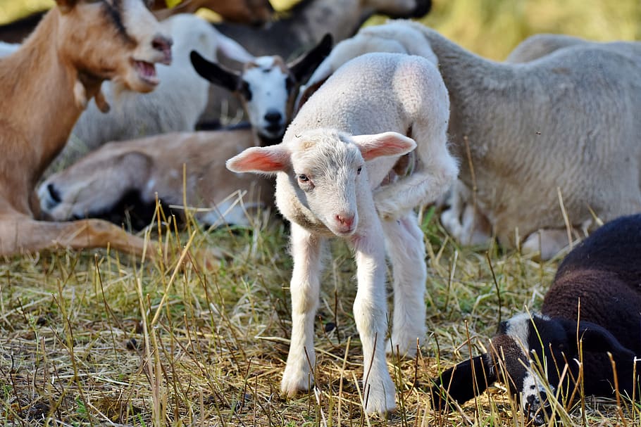 lamb, sheep, schäfchen, young animal, wool, pasture, animal, livestock, mammal, domestic animals