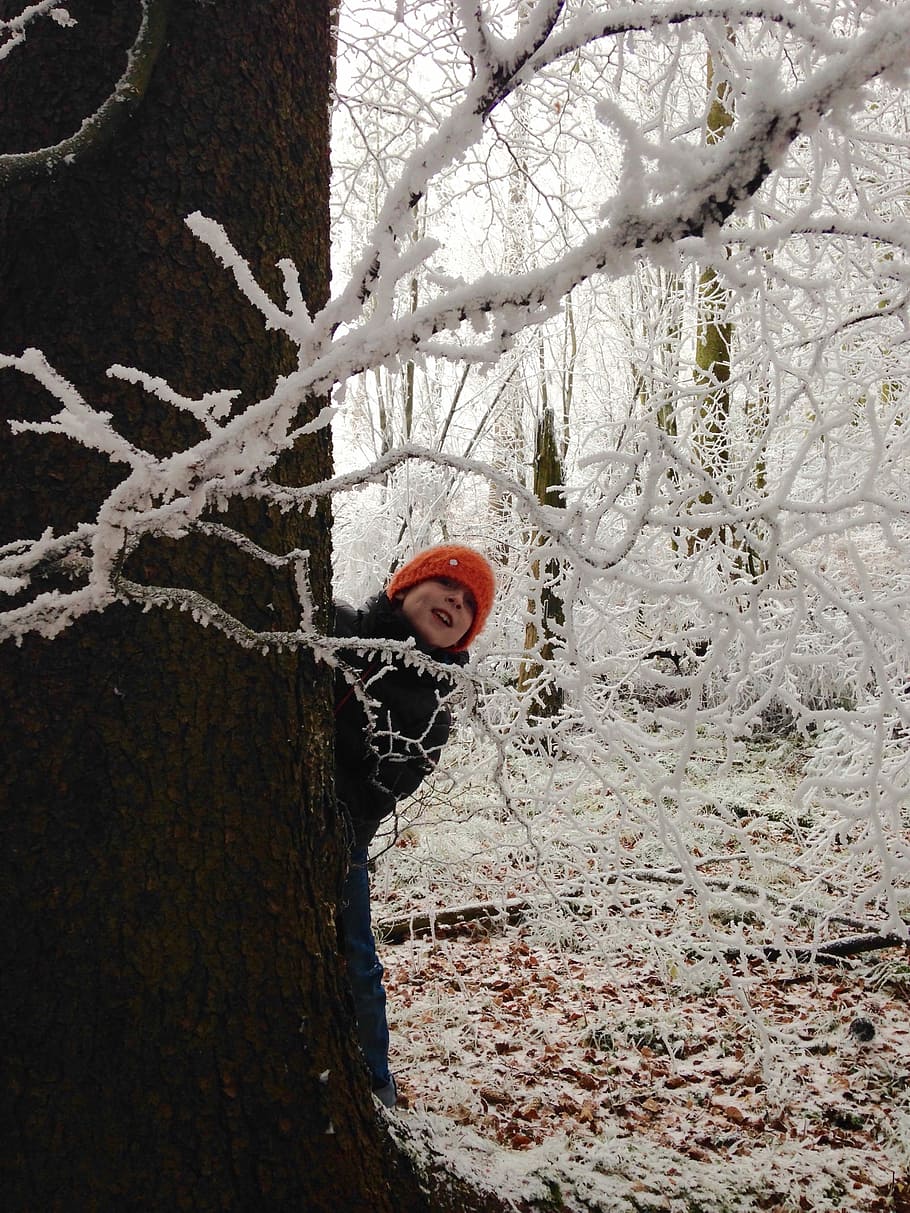Criança, inverno, floresta, floresta de inverno, neve, árvore, temperatura fria, tronco de árvore, ninguém, plantar