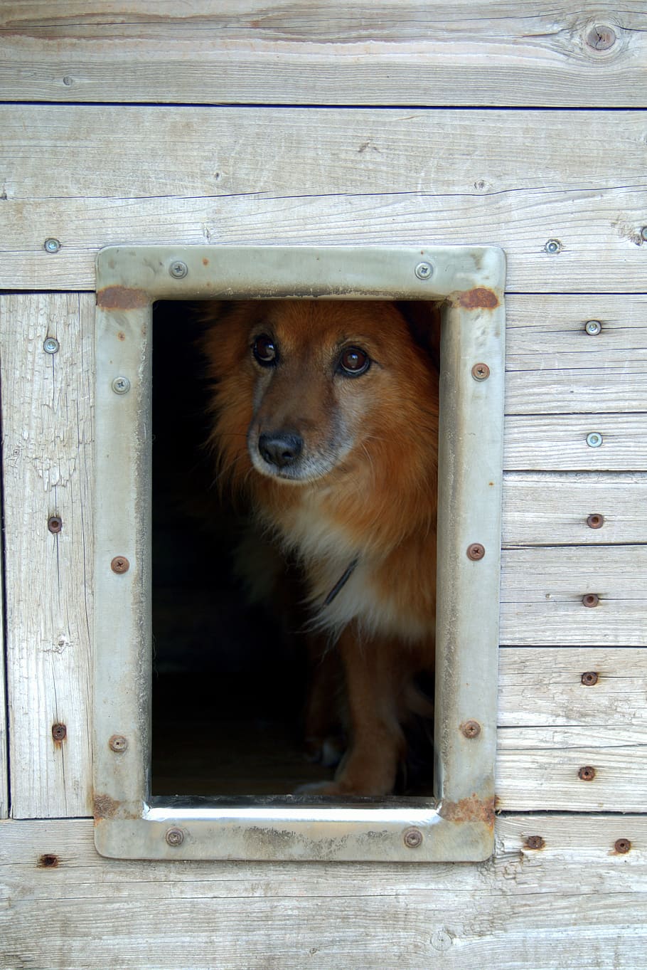 animal shelter, dog, sad, hut, longs, pet, waiting, animals, obedient, longing
