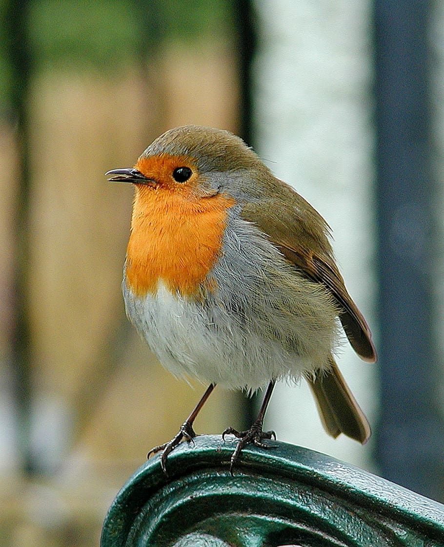 selective, focus photo, european robin bird perching, black, metal part, robin, bird, wildlife, red, songbird