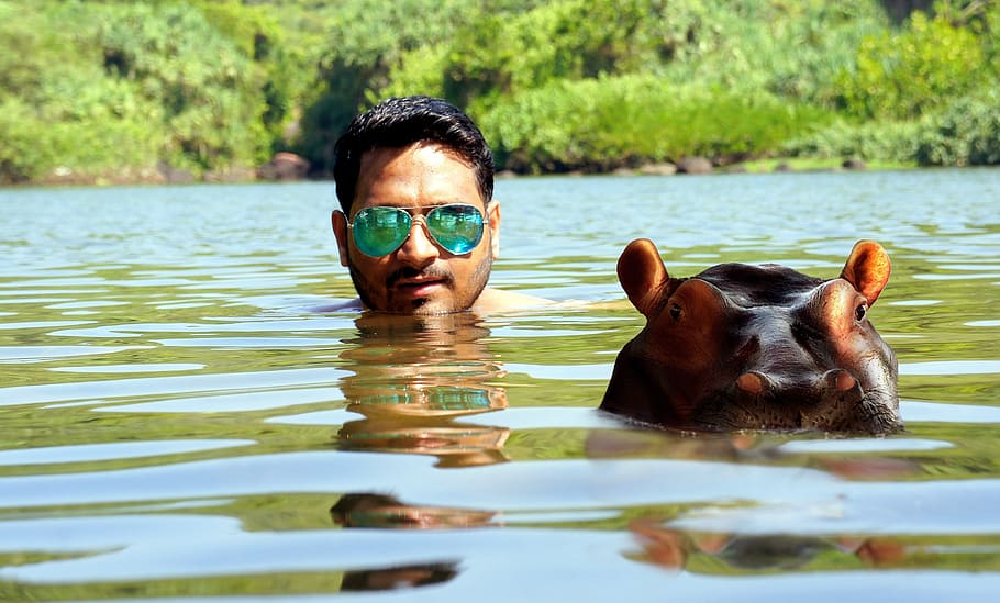 man, wearing, green, aviator-style sunglasses, soaked, lake, brown, hippopotamus, daytime, water