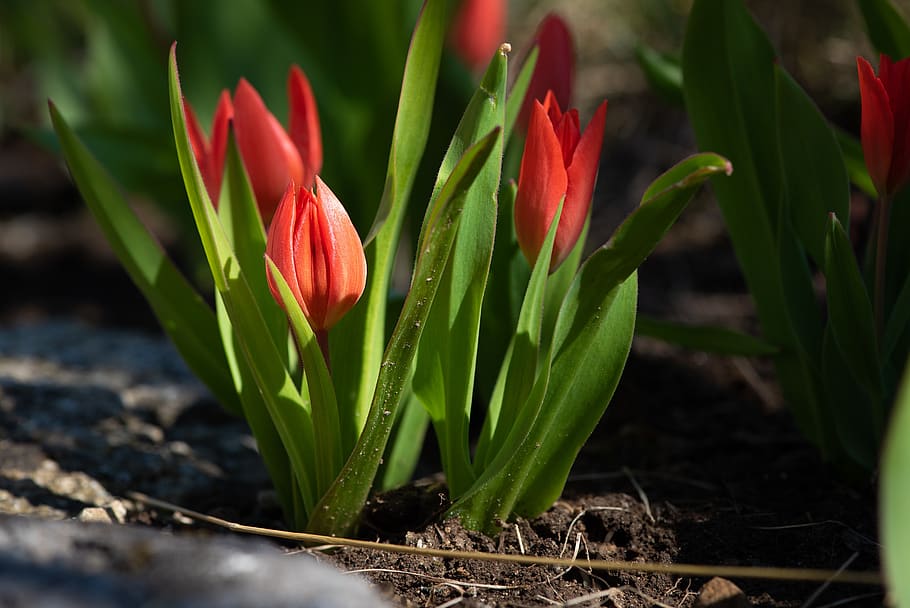 tulipas, tulipas vermelhas, pequenas, pequenas tulipas, flores, flores vermelhas, jardim, no jardim, flores da primavera, primavera