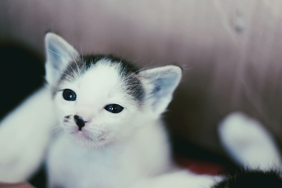 cat, babycat, blur, cute, sweet, dear, charming, kitten, mammal, fluffy