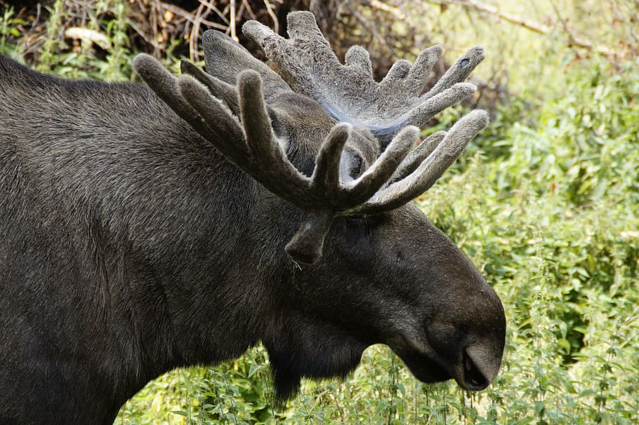 black, moose, bull moose, head, antler, sweden, male, animal, males, profile