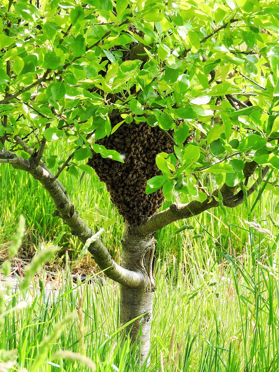 swarm, plum tree, bees, honeybees, spring, tree, plum, blossom, flower, nature